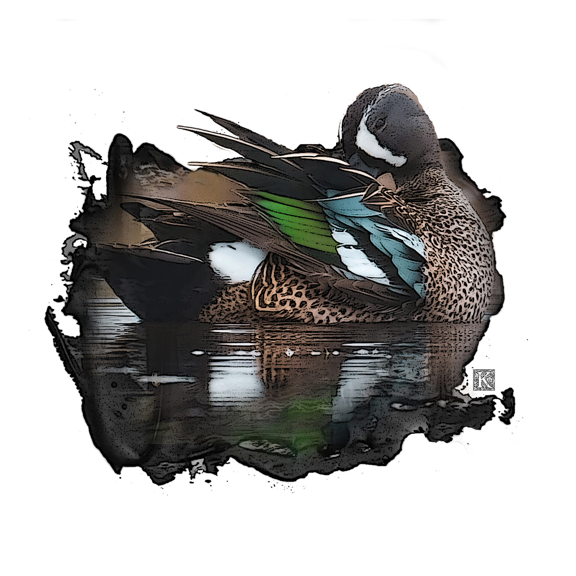 Blue-Wing Teal